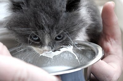 О важном. Проблемы котов