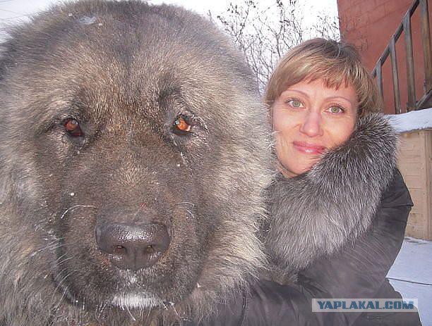 В родственниках явно есть волки