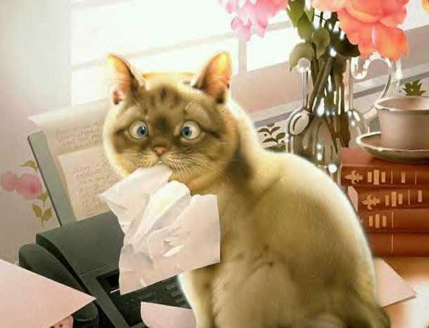 Коты, кошки, котята