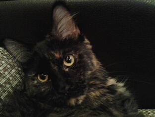 Котовторник 01.12.2015
