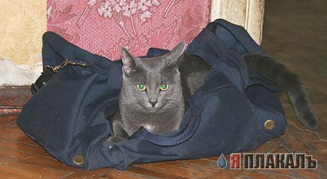 Котовторник!