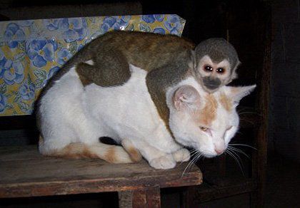 Любовь - морковь