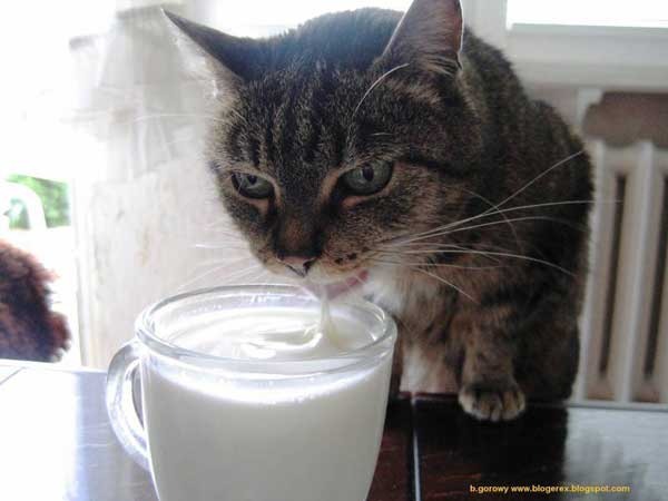 Коты, которые пытались что-то украсть