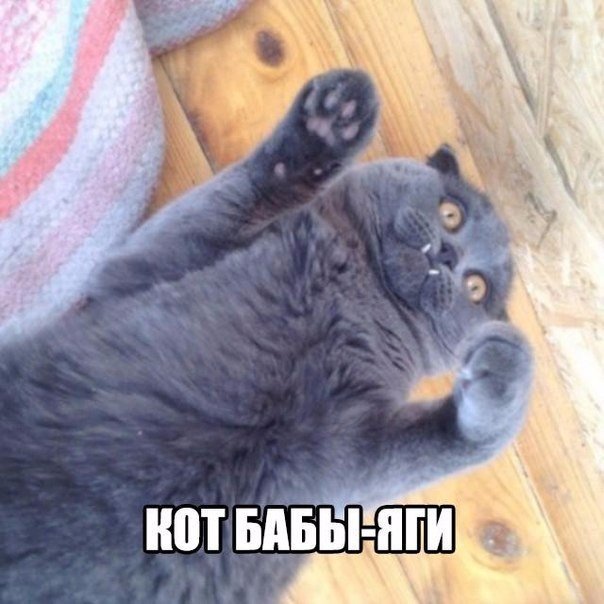 Мохнатые беспредельщики