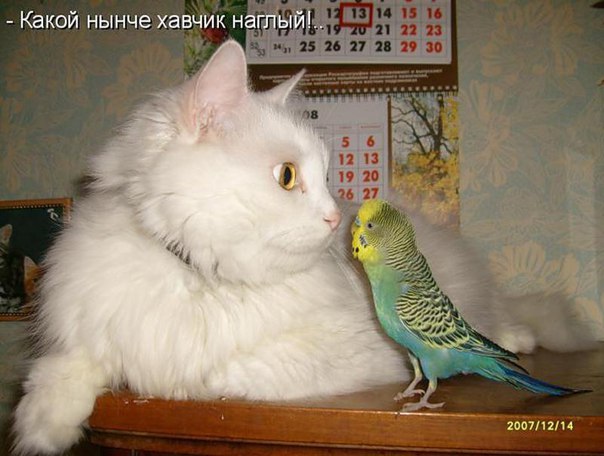 Прикольные животные
