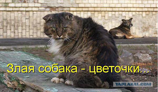 Страшнее кошки зверя нет