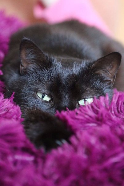 Коты и Кошки