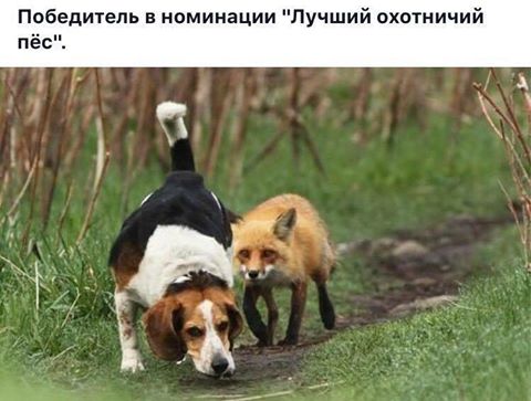 Тупик эволюции
