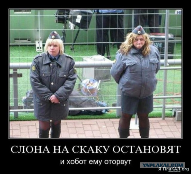 Капитан полиции Дрозд!