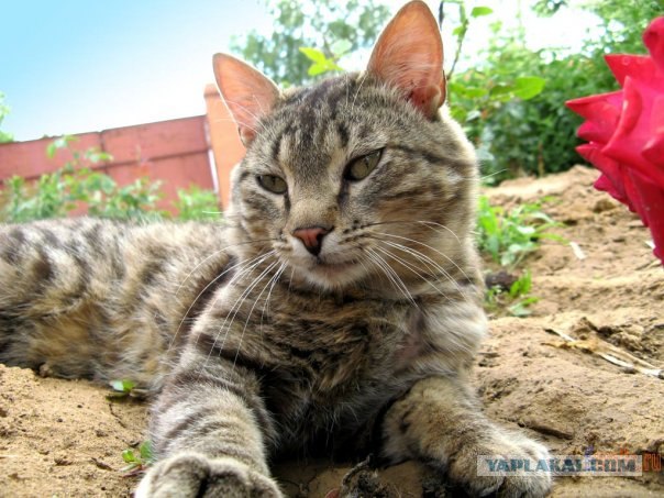 Котовторник! 08.11.11