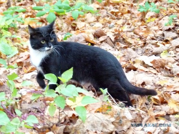 Котовторник  16.10.12