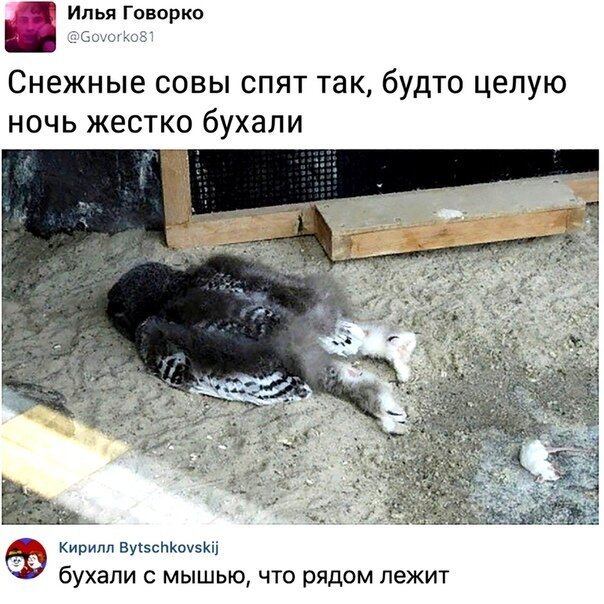 Картинки с надписями, истории и анекдоты
