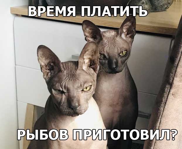 Красивое. Вкусное. Показываем