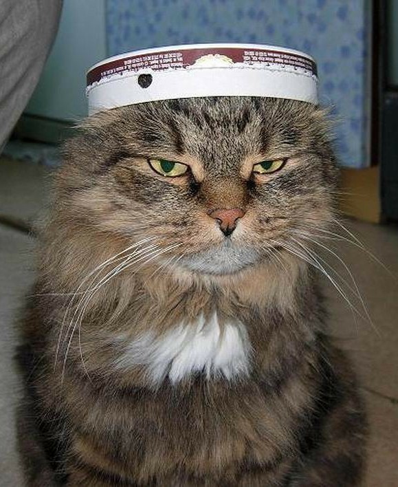Мой котяра