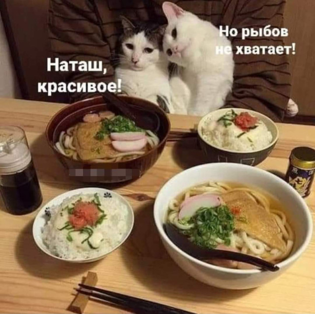 Котэ, совэ и все-все-все
