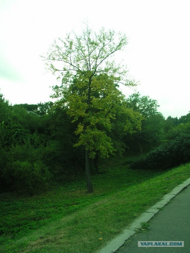 Лето. Жара. Киев.