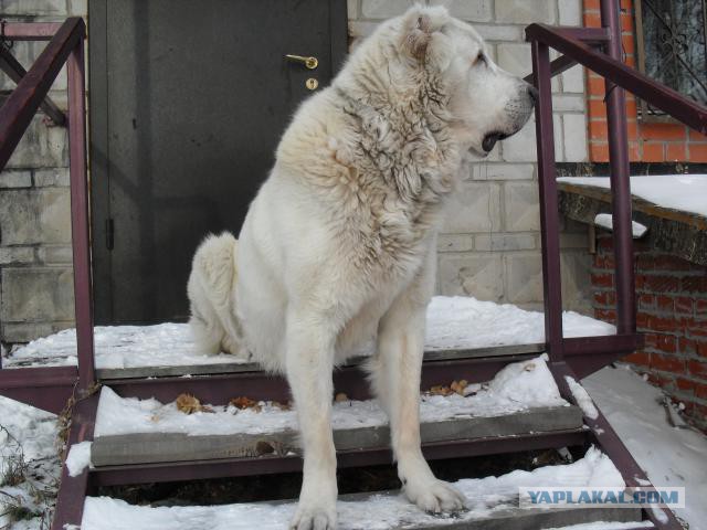 Волк утащил собачку