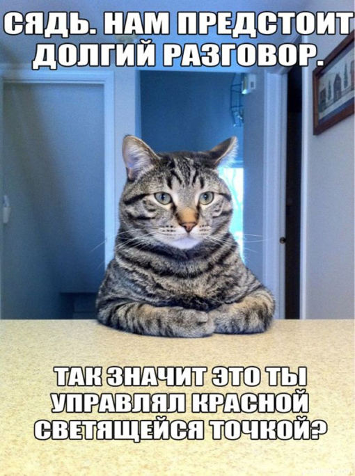 Кошки такие кошки