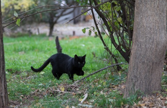 Уличные севастопольские коты