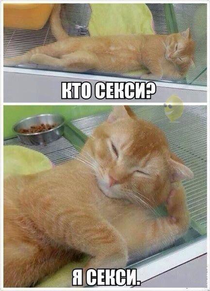 Весёлые картинки