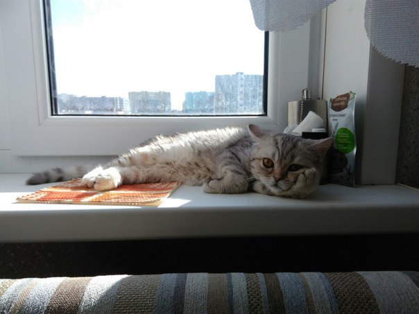 Котовторник 19.04.2016
