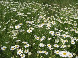 Тайная жизнь артиста