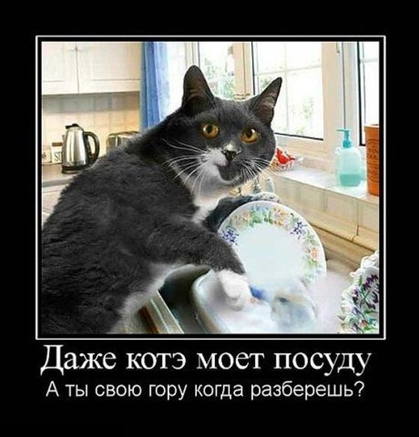 Коты из сети