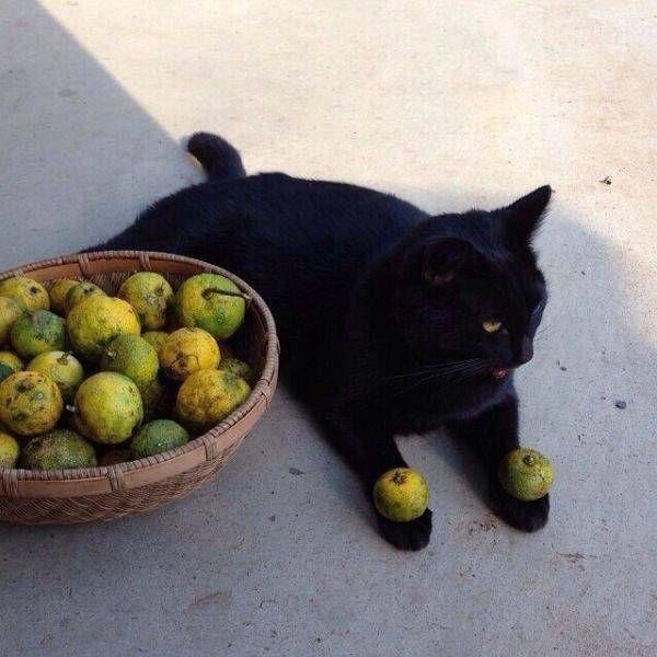 Коты и Кошки