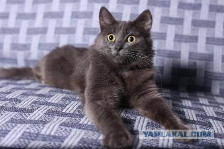 Котовторник 28.11.2017