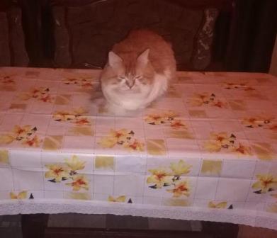 Котовторник  23.01.2018