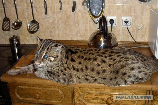 Приживаются ли дикие животные с людьми?