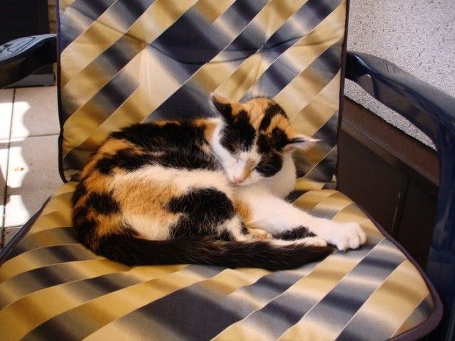 Котовторник на ЯПлакалъ (10.06.08), прикольные коты, добавляем свои!