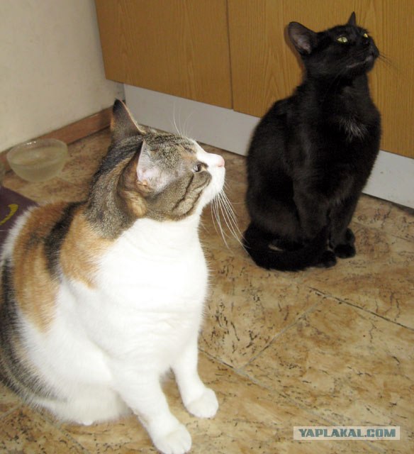 Ура, котовторник! (01.07.2008)
