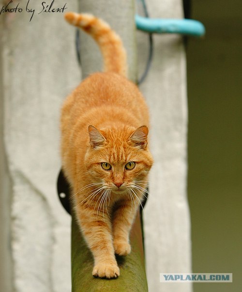 Котовторник на ЯПлакалъ
