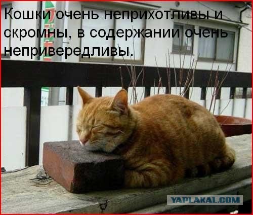 Ура, котовторник!