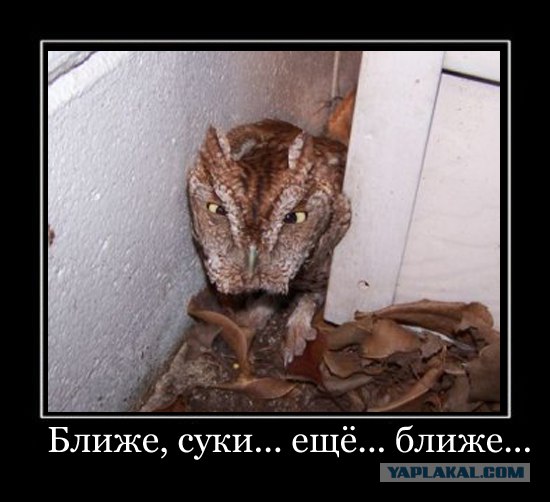 Не будите во мне зверя!