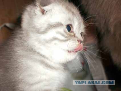 Кошачий язык