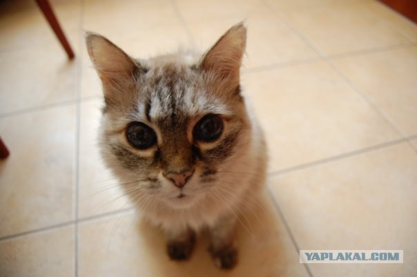 Котовторник 14.09.2010 Голые кошки на Yaplakal