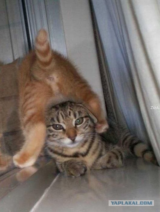 Котовторник объявляется открытым!