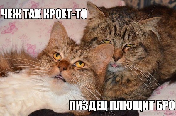 Котенька и лук