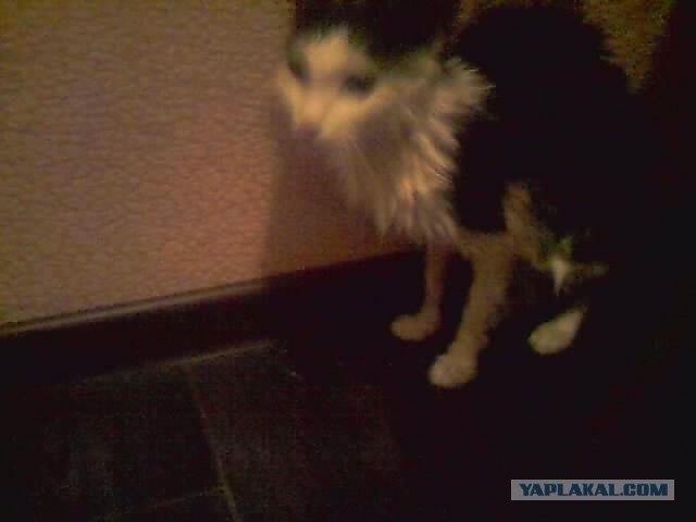Котовторник! 13.03.2012