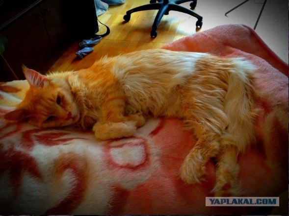 Котовторник 17.04.2012
