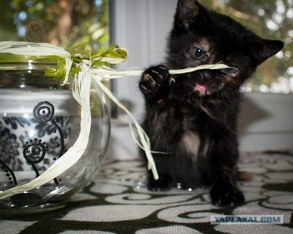 Котовторник 8 мая 2012