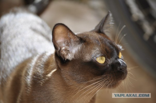 Котовторник на 26.06.12