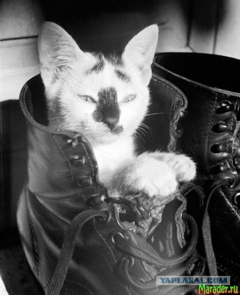 Коты и кошки на войне