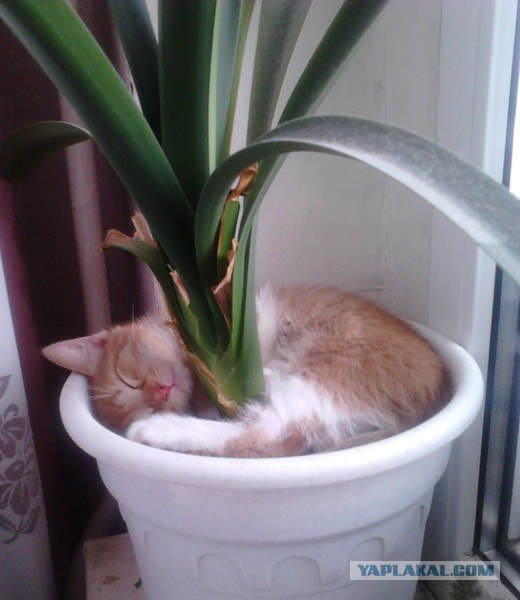 Котасутра