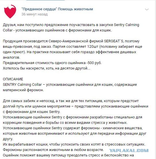 Помогите вернуть кота! Приют "Преданное сердце" украл кота и не отдает!-2