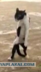 Драка двух котов за кусок колбасы