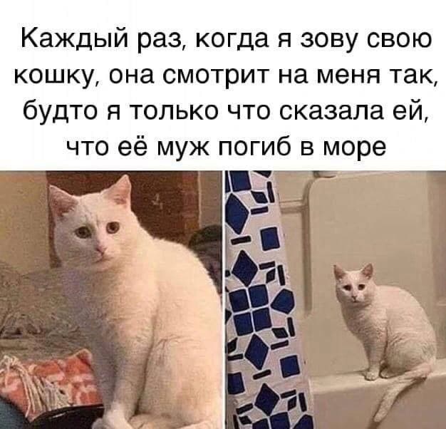 Мадам и месье бонжур