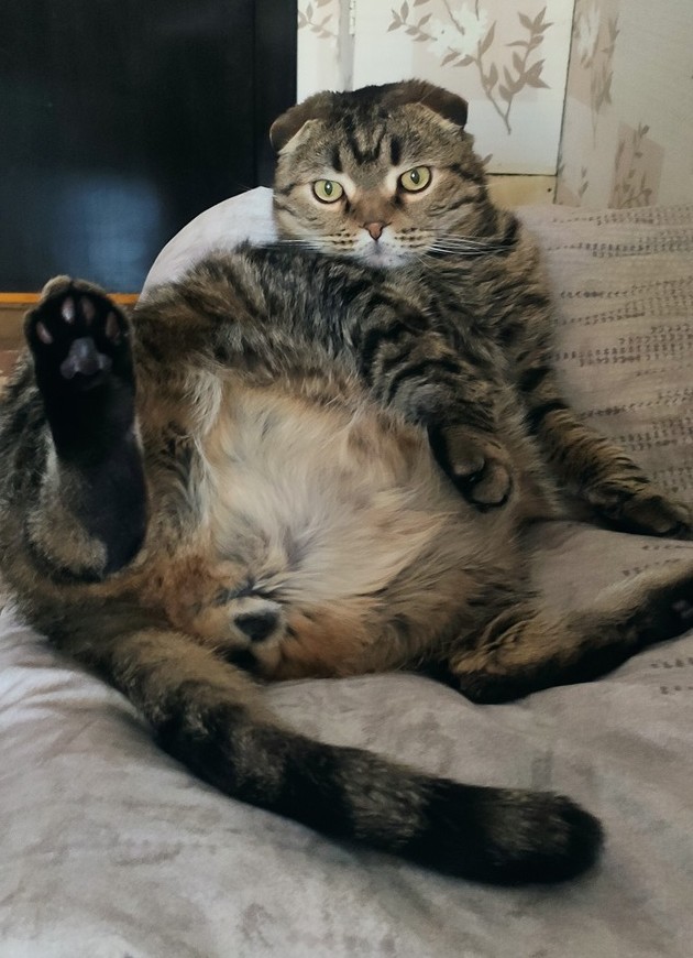 С праздником и котофторником!